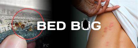 Bed Bug Control